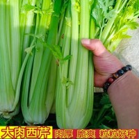 大肉西芹種子芹菜種籽肉厚脆爽春秋四季可播庭院田園農家蔬菜種子